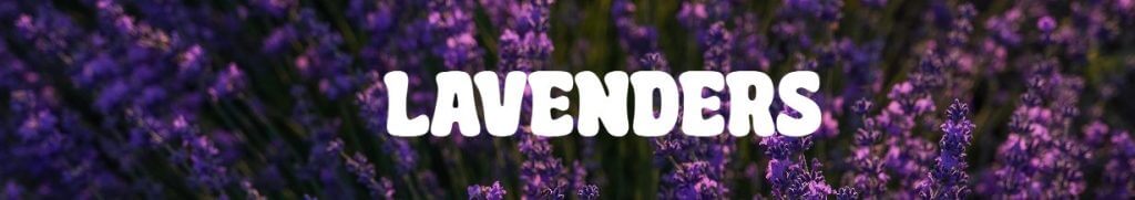 Purple lavender flowers in bloom, perfect plants for Mother’s Day, with the word "LAVENDERS" in bold white letters across the centre of the image.