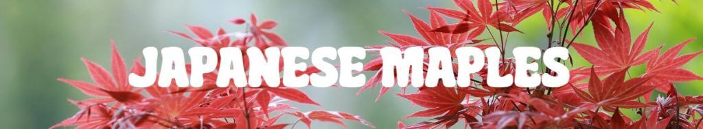 Red Japanese maple leaves with the text "JAPANESE MAPLES" in bold white letters across the centre—beautiful plants for Mother's Day.