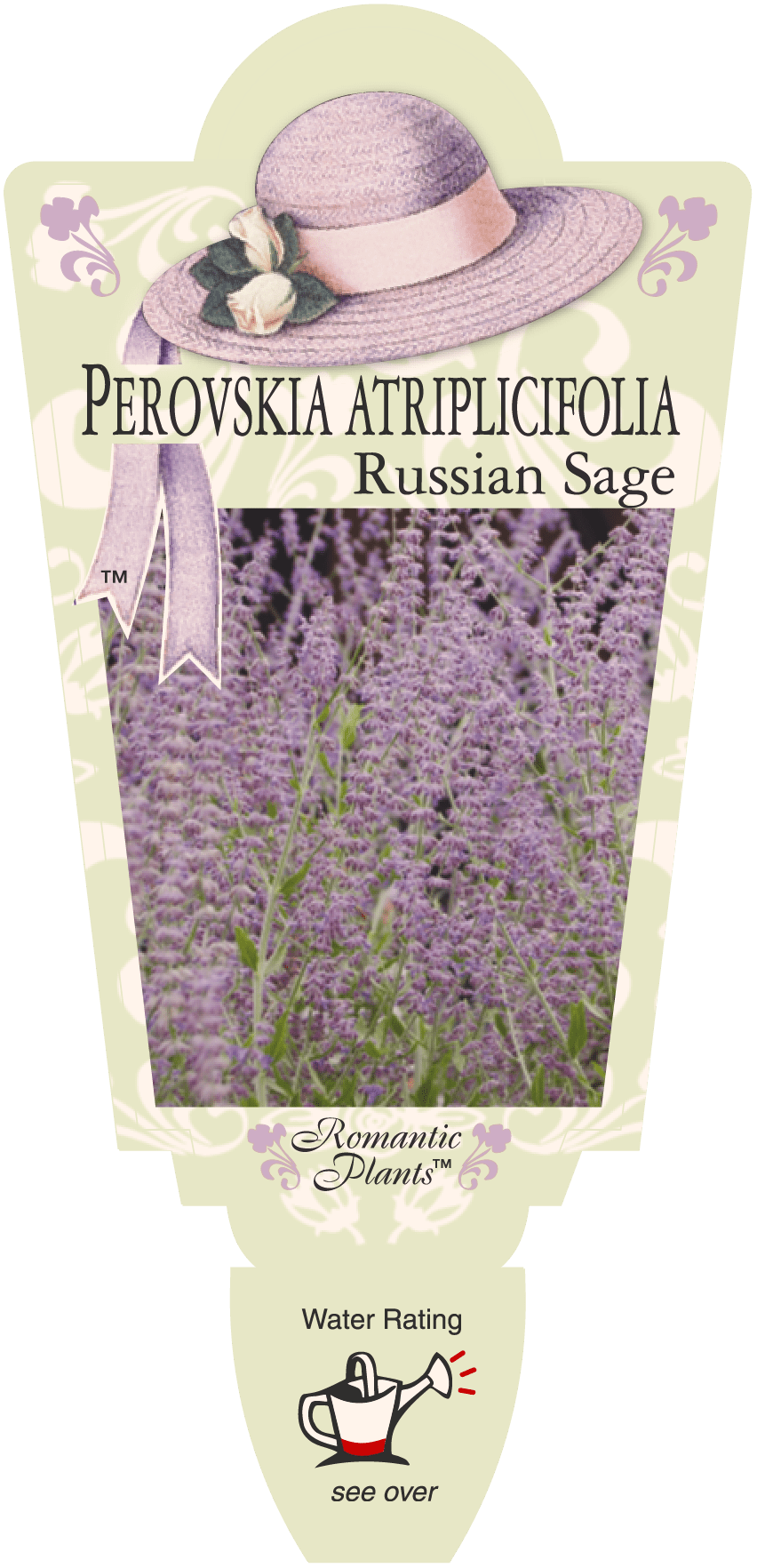 Perovskia 'Russian Sage' 6" Pot - Image 4