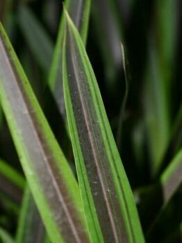 Close-up of Phormium 'Mint Slice' Flax in a 7" pot, highlighting its long, narrow green leaves with purple-brown stripes and detailed texture.