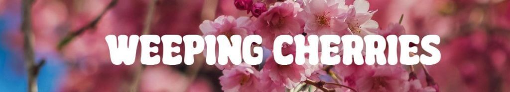 Pink weeping cherry blossoms in bloom with bold white text reading "Weeping Cherries" across the centre—beautiful plants for Mother's Day.