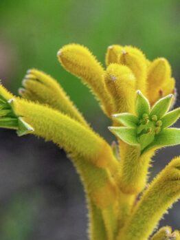 Close-up of Anigozanthos 'Tall Yellow' Kangaroo Paw in a 6" pot, featuring yellow, fuzzy tubular flowers with green star-shaped petals against a softly blurred green background.