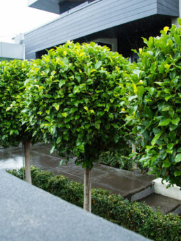 Hello Hello Plants Ficus hillii Standard Topiary in garden bed