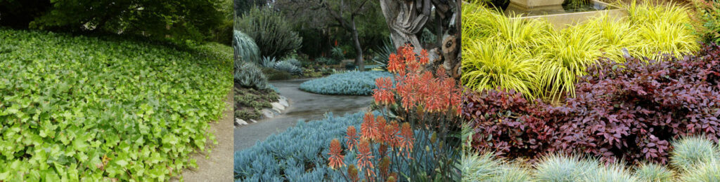 Groundcovers