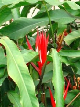 Heliconia-Red-Christmas