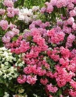 Clusters of blooming Rhododendron 'Mixed' in pink and white shades are densely packed among green foliage, perfect for display in an 8" pot.