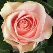 Close-up of Rose 'Amorosa' 2ft Standard (Bare Rooted) with pale pink blooms, soft petals, and green leaves in the background.