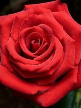Close-up of Rose 'Dallas' 2ft Standard (Bare Rooted) in full bloom, highlighting its finely detailed petals and soft, natural texture—ideal for showcasing this stunning rose variety.