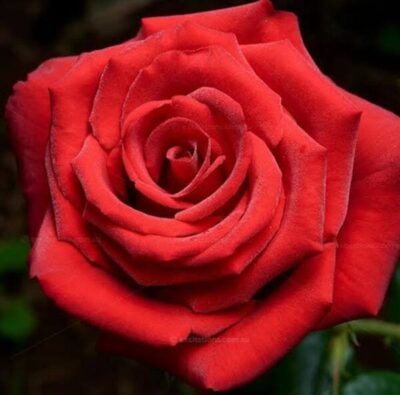Close-up of Rose 'Dallas' 2ft Standard (Bare Rooted) in full bloom, highlighting its finely detailed petals and soft, natural texture—ideal for showcasing this stunning rose variety.