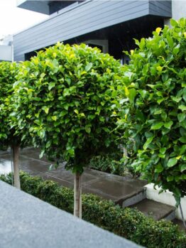Hello Hello Plants Campbellfield Melbourne Victoria Ficus microcarpa hillii 'Hill's Weeping Fig' Topiary Standards