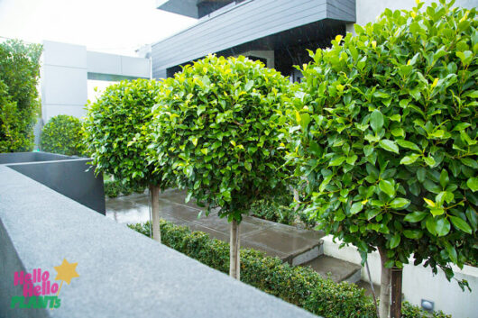Hello Hello Plants Ficus hillii standard