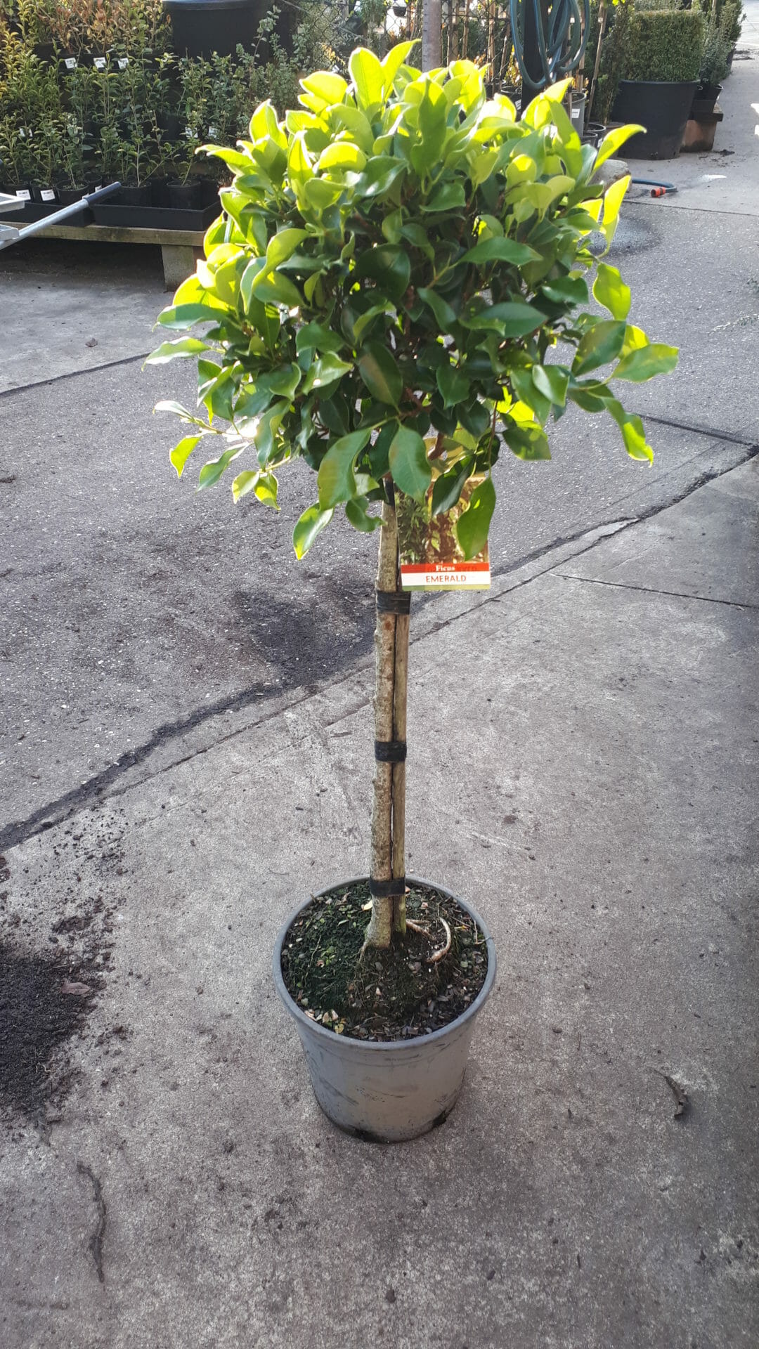 Hello Hello Plants Nursery Campbellfield Melbourne Victoria Australia Ficus microcarpa hillii 'Emerald' standard 10inch pot 25cm pot