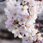 Hello Hello Plants Nursery Campbellfield Melbourne Victoria Australia Prunus cherry blossom white close