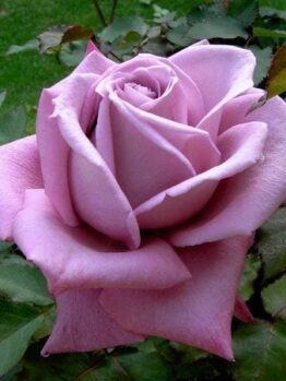 Close-up of a blooming Rose 'Plum Crazy' 2ft Standard (Bare Rooted), surrounded by green leaves with a blurred grassy background.