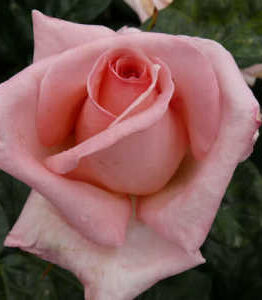 Close-up of a pink Rose 'Susan' 2ft Standard (Bare Rooted) in bloom, set among dark green leaves. Supplied bare-rooted for easy planting.