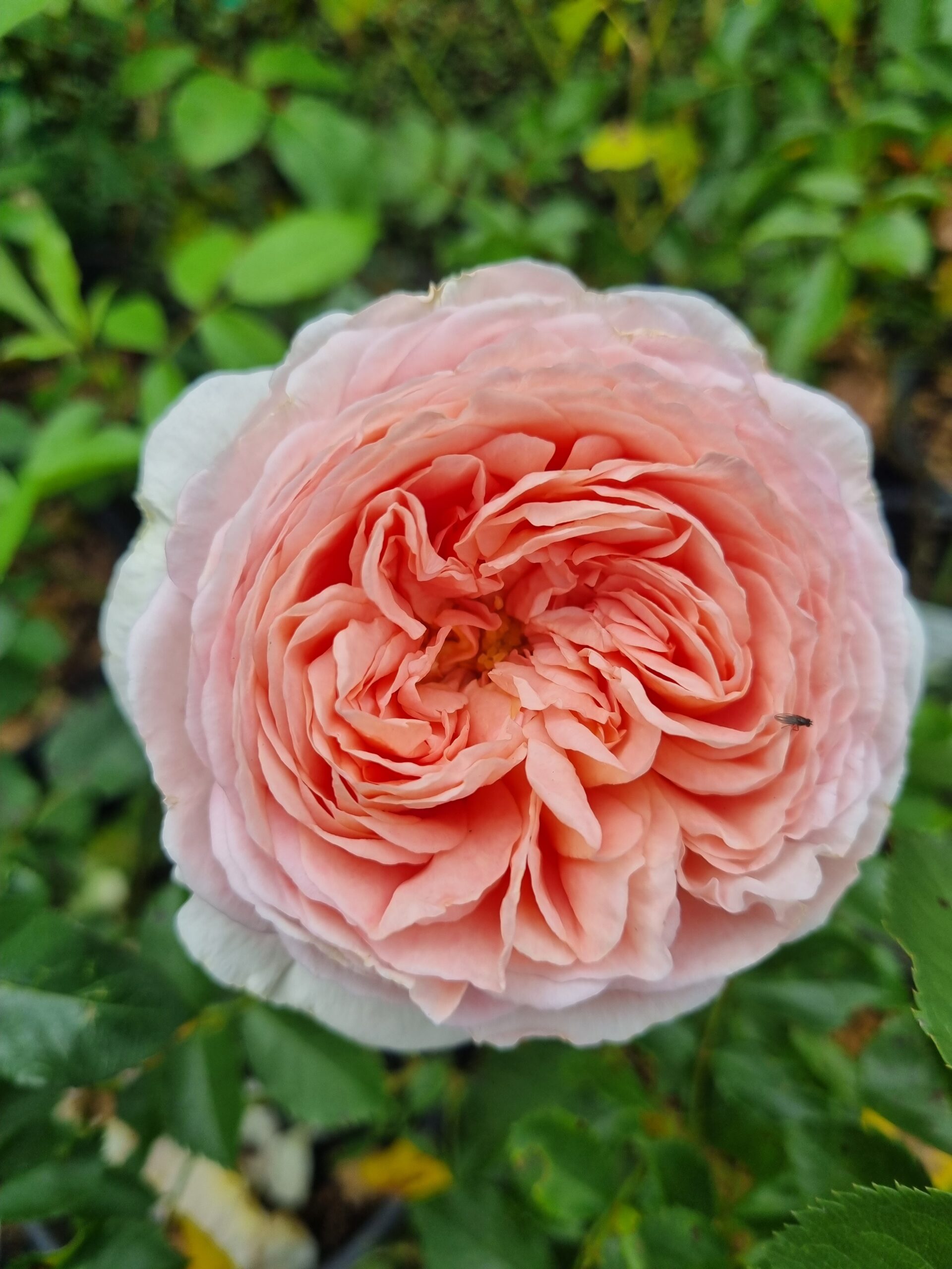 Close-up of Rose 'Abraham Darby' (David Austin) in full bloom, showcasing its layered pink petals and green leaves in a garden setting.