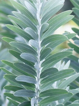 Acacia 'Blue Bush Wattle' 6" Pot features symmetrical, elongated green leaves arranged alternately along a central stem—ideal for display in your home or garden.