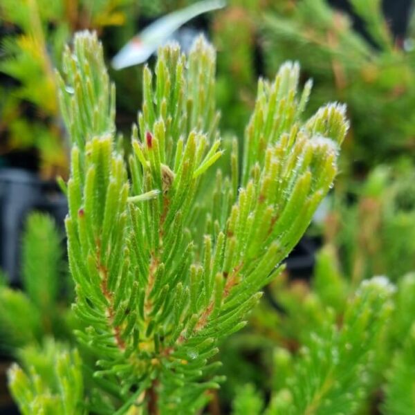 Close-up of fresh, green Adenanthos 'Prostrate' Woolly Bush needles in a 6" pot, with small water droplets and a softly blurred pine-like background.