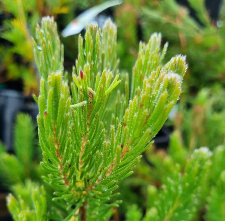 Close-up of fresh, green Adenanthos 'Prostrate' Woolly Bush needles in a 6" pot, with small water droplets and a softly blurred pine-like background.