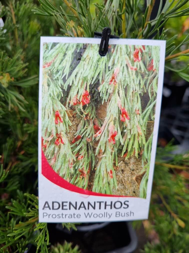 Adenanthos 'Prostrate' Woolly Bush' 6" Pot - Image 2