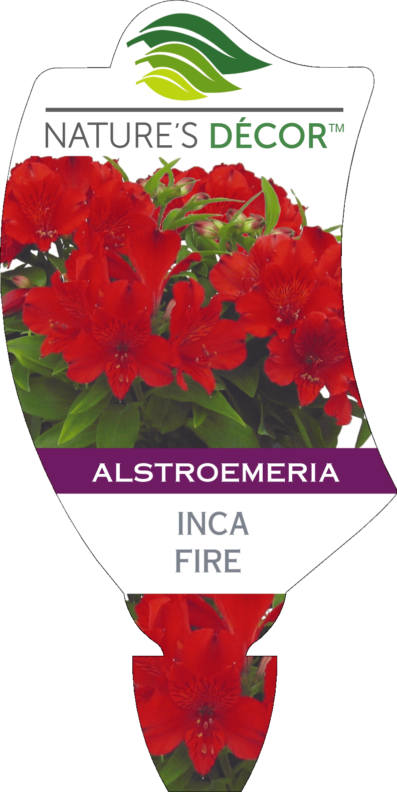 Alstroemeria 'Inca Fire' Peruvian Lily 6" Pot - Image 3