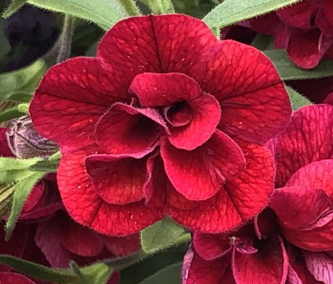 Close-up of a blooming Calibrachoa Superbells® 'Double Plum' in a 6" pot, showcasing its rich plum double flowers with green leaves visible in the background.