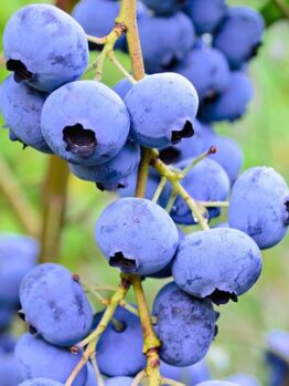 Vaccinium 'Vitality' Blueberry 6" Pot: clusters of ripe blueberries on slender branches, ideal for adding vibrant greenery and fresh fruit to your garden.