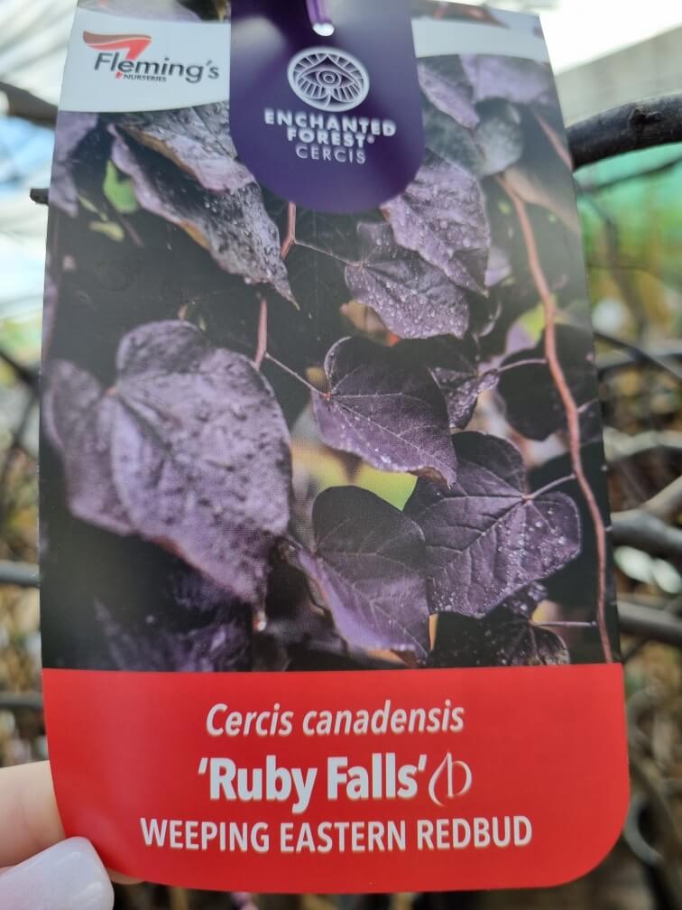 Cercis 'Ruby Falls' PBR Weeping Redbud 20" Pot - Image 2