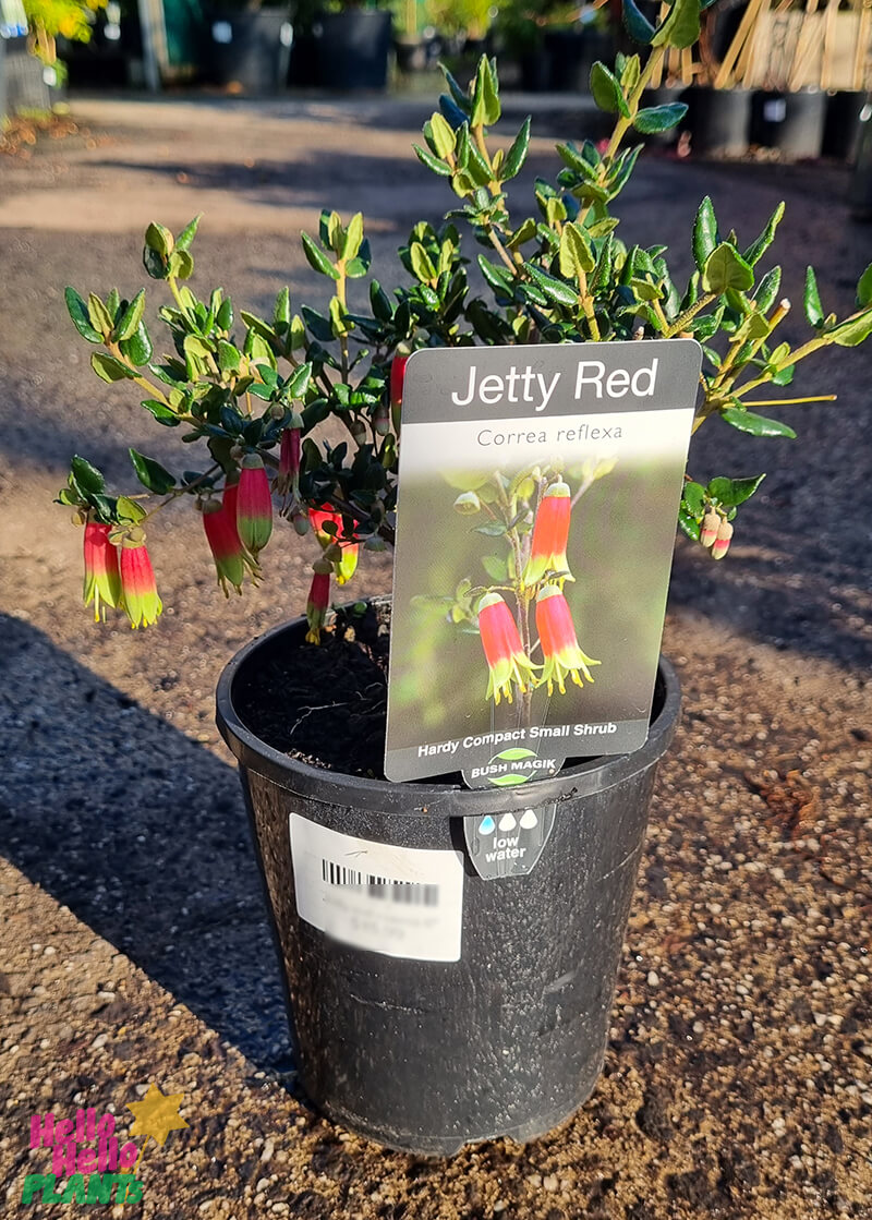 Correa 'Jetty Red' 6" Pot - Image 2