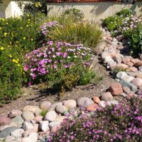 Dry-Riverbed