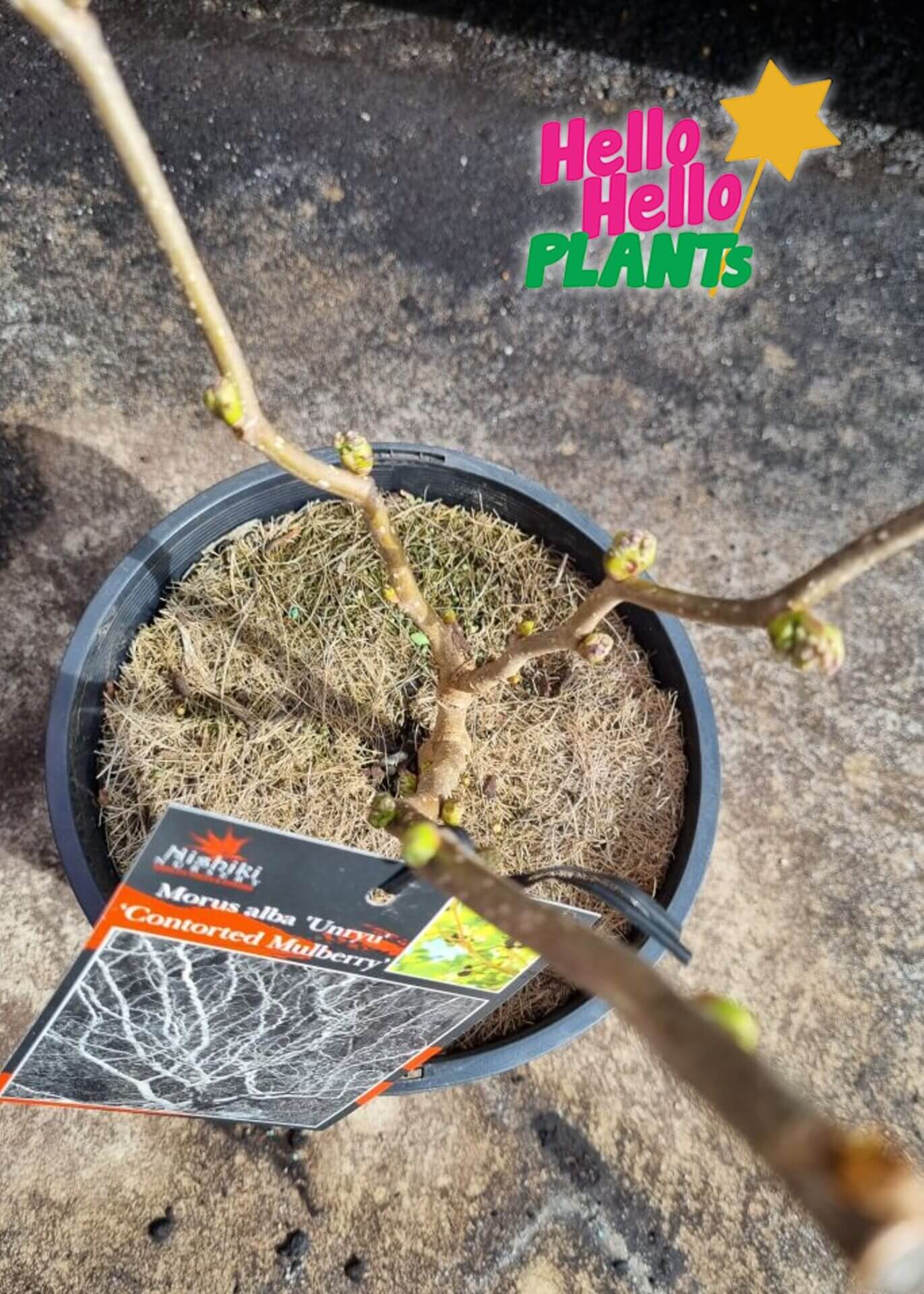 Morus Unryu 'Contorted Mulberry' 8" Pot - Image 3