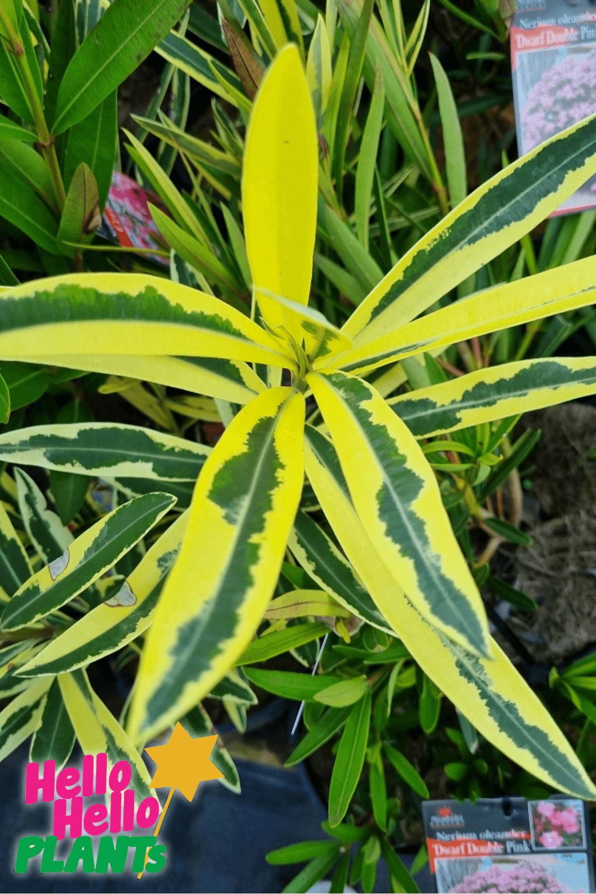 Nerium 'Variegated Double Pink' Oleander 8" Pot - Image 2
