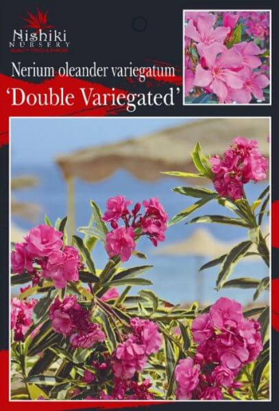 Nerium 'Variegated Double Pink' Oleander 8" Pot - Image 3