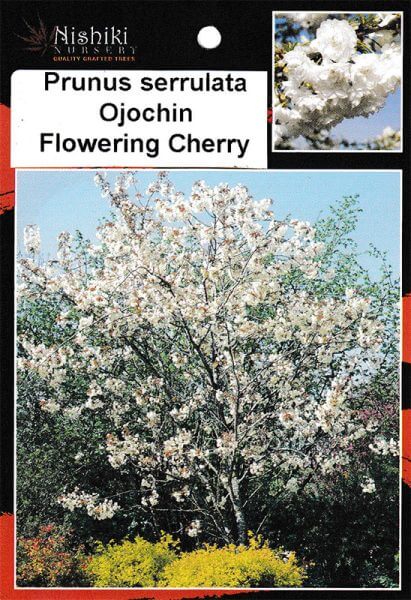 Prunus 'Ojochin' Flowering Cherry 8" Pot - Image 2