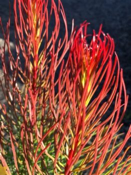AULAX LEUCADENDRON PROTAECEAE BRONZE HAZE AUSTRALIAN NATIVE