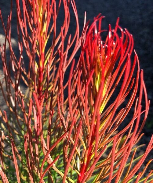 AULAX LEUCADENDRON PROTAECEAE BRONZE HAZE AUSTRALIAN NATIVE