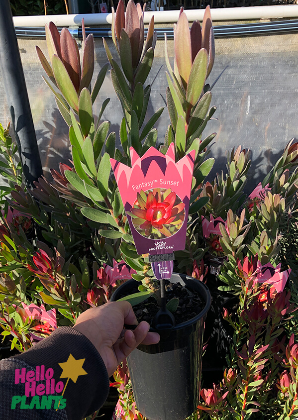 Leucadendron 'Fantasy™ Sunset' 6" Pot - Image 2