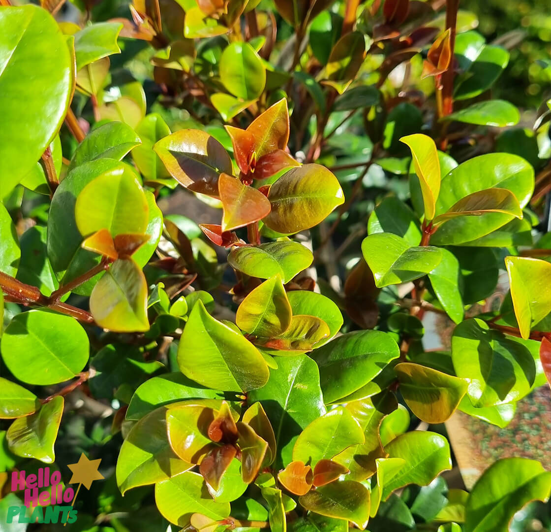 Syzygium 'Cherry Bomb' Lilly Pilly - Image 2
