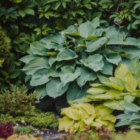 Lush & Leafy