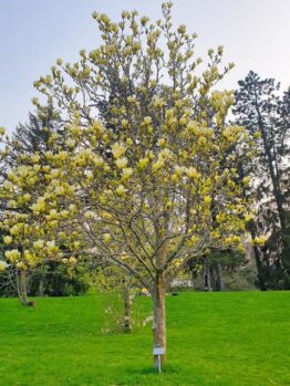 A Magnolia 'Sunspire' tree with yellow blossoms stands gracefully in a green grassy field, surrounded by other trees in the background.