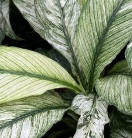 SPATHIPHYLLUM WALLISII SENSATION VARIEGATA PEACE LILY FOLIAGE