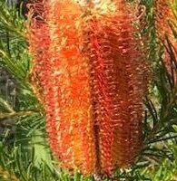 Close-up of Banksia 'Bird Song' in a 6" pot, featuring an orange bloom and green, needle-like foliage—ideal for attracting birds to your garden.