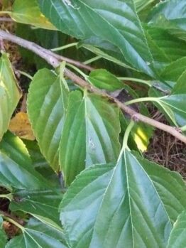 The Morus Unryu 'Contorted Mulberry' 8" Pot features glossy green, veined leaves on twisting woody stems, highlighted here in natural outdoor light.