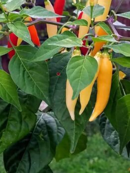 Capsicum 'Aji Omnicolor' Chilli 4" Pot features an attractive plant with elongated chillies in yellow, purple, and red stages of ripeness nestled among vibrant green leaves.