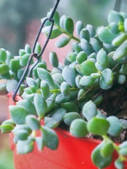 Close-up of a green succulent plant in a red hanging pot, with soil visible. The background is blurred, showcasing an outdoor scene. Delicate leaves of Cineraria 'Silver Dust' 4" Pot add contrast to the vibrant succulent.