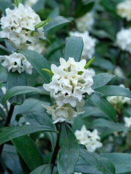 The Hydrangea 'Tea Time™ White' in a 7" pot captivates with its clusters of small white blossoms, beautifully accentuated by lush dark green leaves.