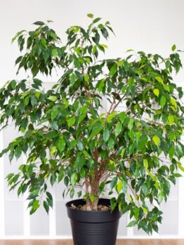 A Ficus 'Weeping Fig' Variegated in a 15cm pot, featuring lush, variegated leaves, is placed indoors with a white railing as the background.