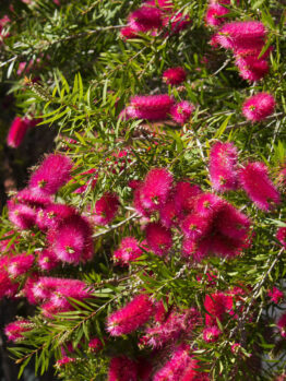 Callistemon 'Carnival Cerise Pink' in a 6" pot, showcasing abundant cerise pink, brush-like blooms and slender green leaves.