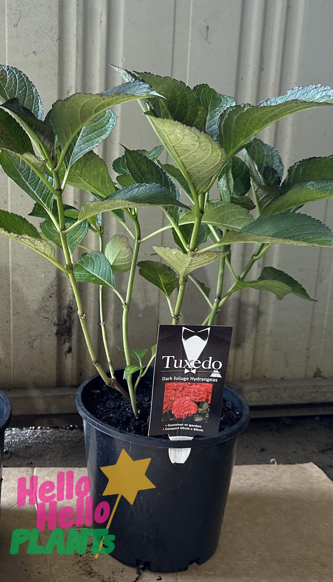 Hydrangea 'Tuxedo® Red' 8" Pot - Image 4