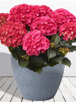 Hello Hello plants Hydrangea ‘Tuxedo® Red’ LORES 2